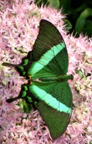 Jardin des Papillons  –  Exposition inédite de patchwork