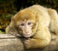 Après le singe en hiver, les singes aux printemps