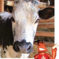 Maison du Fromage, voyage gourmand à Munster