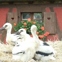 Restaurant Alsacien, hors d’Alsace !