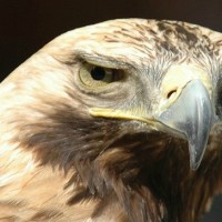 1er avril, pas un poisson, un aigle