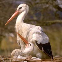 L’Alsace avec un C comme Cigogne !