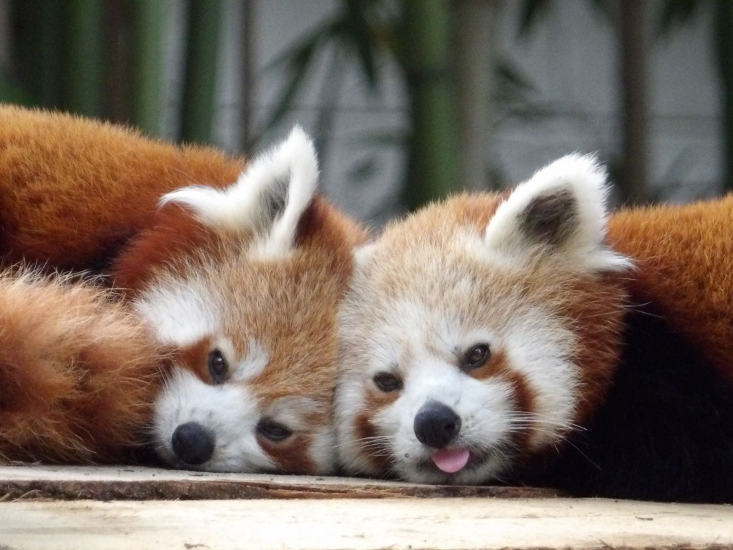 VIDÉO - Deux bébés pandas roux sortent de leur nid au parc zoologique de  Mulhouse - France Bleu