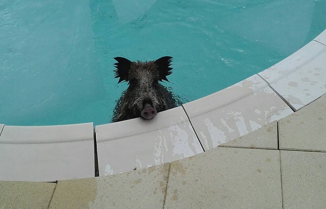 sangliers dans la piscine