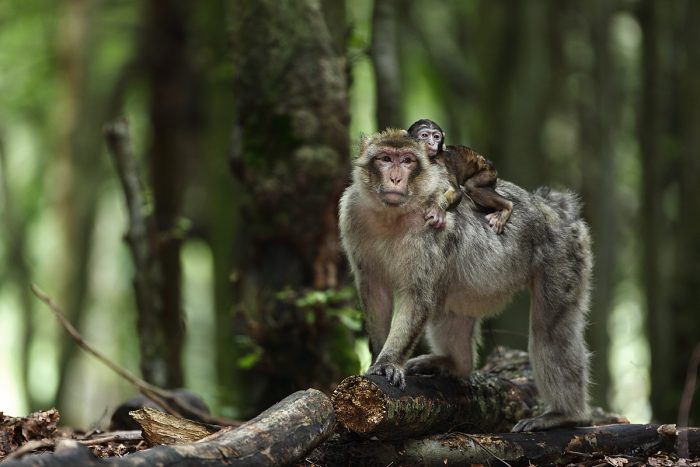 Kintzheim Sa Montagne Ses Singes Made In Alsace La