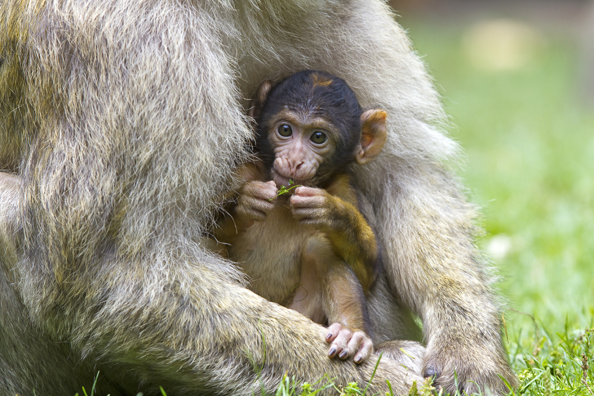 Naissances Au Sommet A La Montagne Des Singes Votre Visite Est Attendue Made In Alsace La Marque D Une Region Tourisme Gastronomie Recettes Et Storky