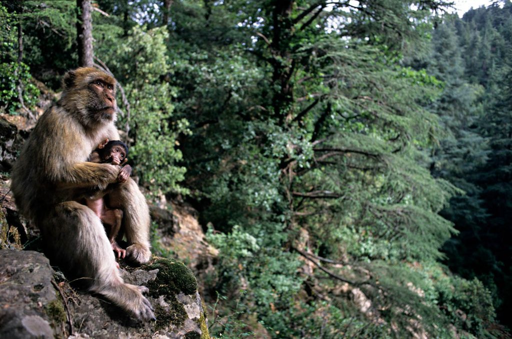 Magot /  Macaca sylvanus
Femelle et jeune 
dans une forêt de cèdres au printemps 
moyen atlas
MAROC